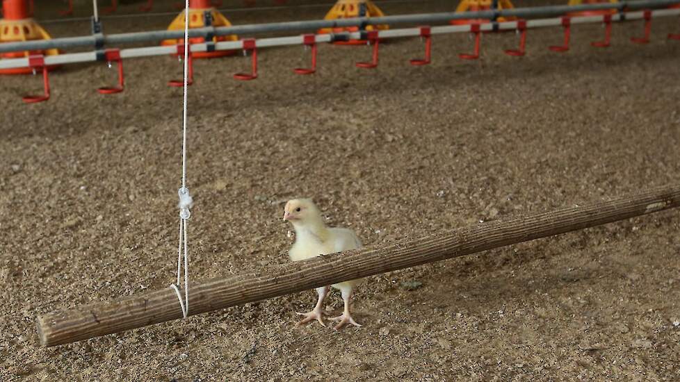 Sinds kort zitten er ook zitstokken als afleidingsmateriaal in de stal.