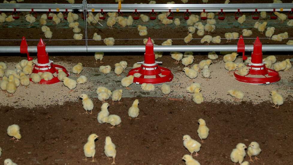 De familie koos voor deze voerpannen waarmee ze voer kunnen overdoseren voor de eendagskuikens en ze zodoende extra picknickplaatsen creëren. „We besparen tijd omdat we slechts onder één drinknippellijn voer op papier doen. Dit papier gebruiken we voor de