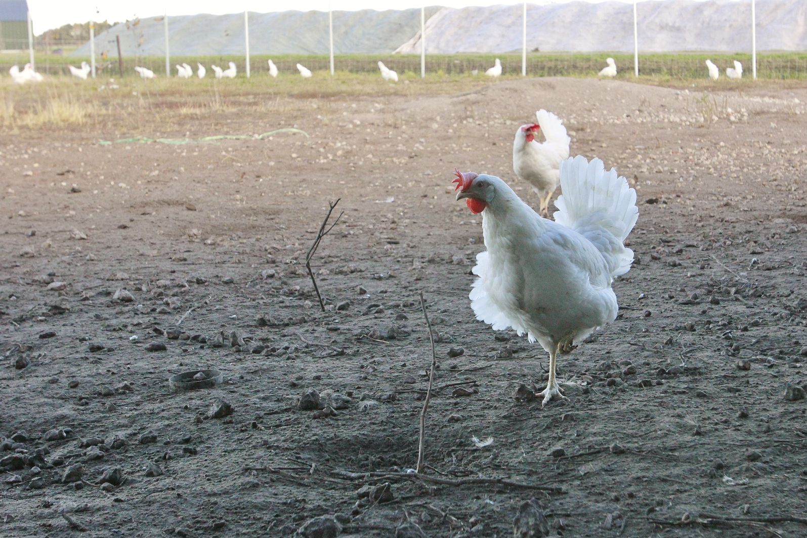 Leghennenhouder in Aalsum mag hek om vrije uitloophennen voorlopig laten staan