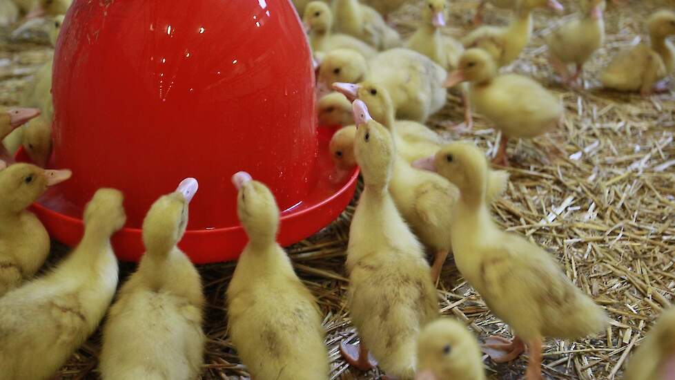 In Frankrijk werden in totaal 475 bedrijven getroffen door het vogelgriepvirus, voornamelijk eendenbedrijven voor de productie van foie gras. Beeld ter illustratie.