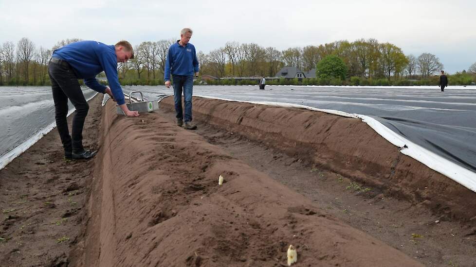 Naast vleeskuikens teelt Van Lith asperges op vier hectare huisperceel. „We hebben hier goede zandgrond, weinig stenen en geen ijzer in het grondwater. Dat levert lekkere asperges op”, zegt Frank van Lith. Hun strategie is zoveel mogelijk asperges aan hui