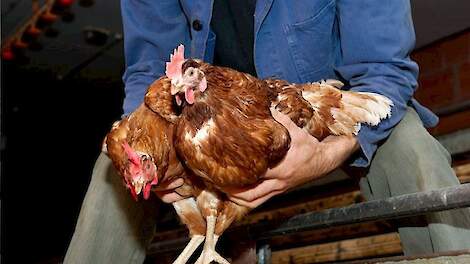 Kippenvoer kopen in grote dierenwinkel | voor uw dier