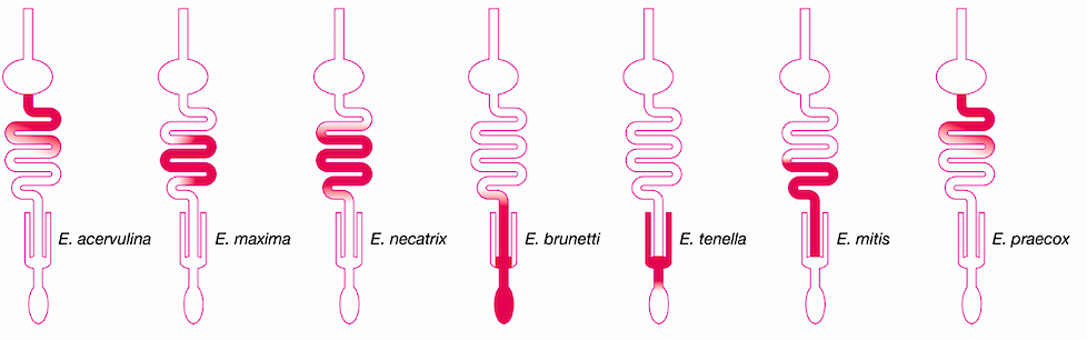 De 7 verschillende Eimeria-soorten