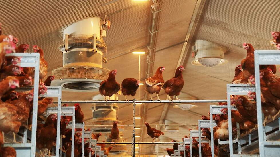 De familie koos voor gelijkdrukventilatie. „Onze eerste indruk is goed. In de stal is het altijd lekker fris”, zegt Willem. Via de luchtkokers links op de foto komt de lucht binnen en via de ventilatiekokers rechts op de foto gaat de lucht er weer uit. In