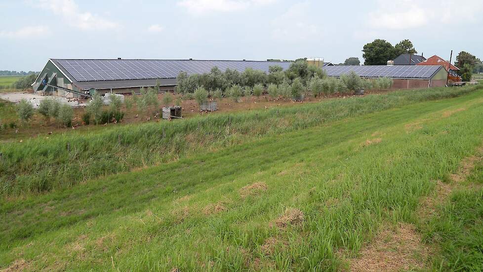 In de overdekte uitloop van de bestaande stal kunnen de hennen schuilen onder de bomen. De familie legde dit jaar zonnepanelen op een aantal daken. „We zijn hierdoor naast energieneutraal ook energie leverancier. De subsidie maakte de investering in zonne