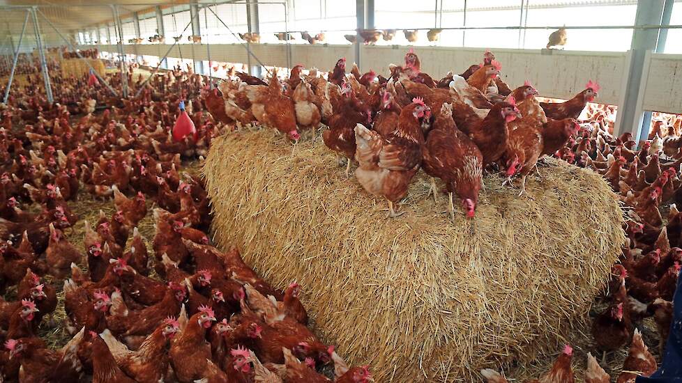 Aan de rechterzijde van de stal zit een overdekte uitloop (wintergarten) van 7,5 meter breed. In de uitloop plaatste Lalkens strobalen die als afleidingsmateriaal voor de hennen dienen en waar ze op kunnen vliegen.