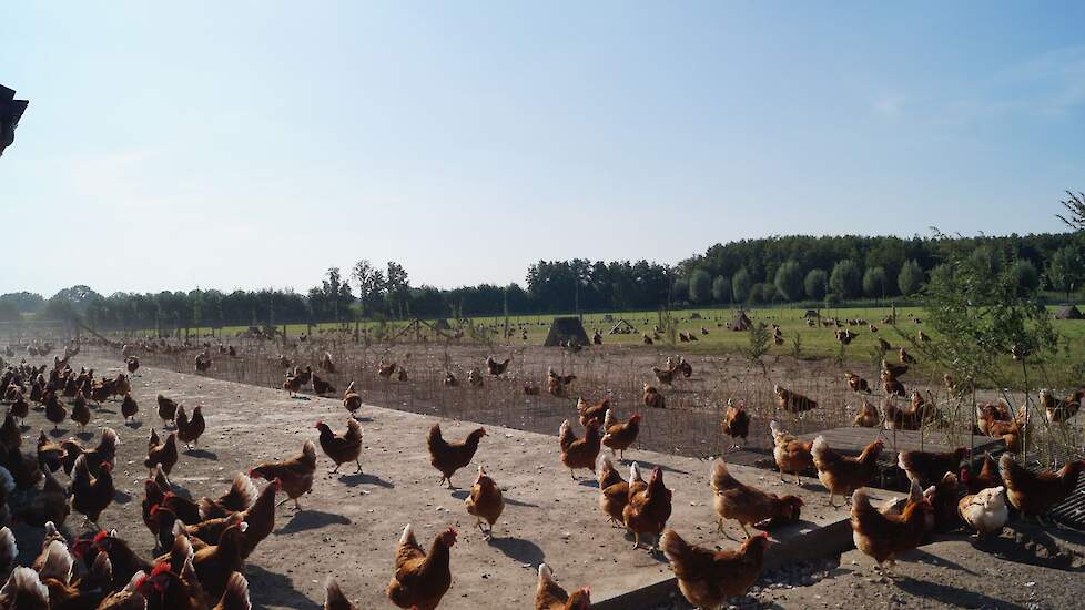 In de uitloop stortte Mans 5 meter beton zodat die met een loader schoon is te maken. Zo lopen de kippen de poten schoon voordat ze naar de overdekte uitloop gaan. Voor het beton liggen houten lattenroosters. De beplanting moet ook biologisch zijn. Mans s