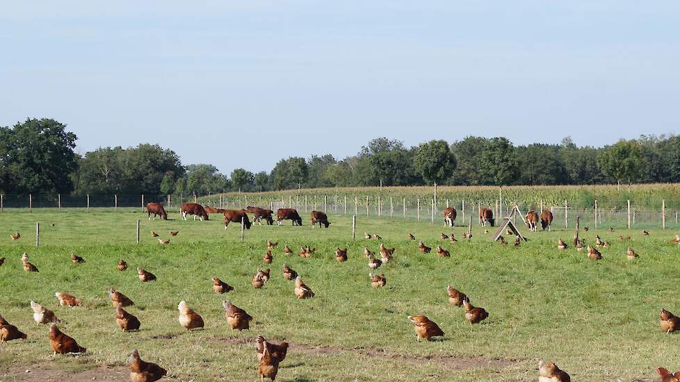Mans houdt ook biologische Brandrode runderen. Die mogen in het achterste gedeelte van de uitloop van de kippen grazen. Mans verkoopt de runderen aan een slachterij.
