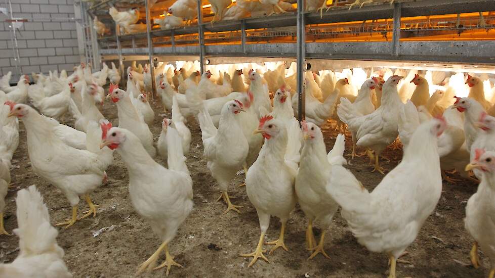 Opinie: Kakelen als een kip zonder kop | Pluimveeweb.nl - Nieuws voor