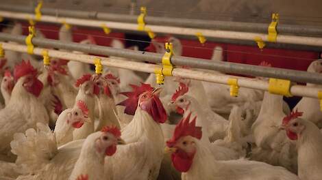 CDA en PvdD willen dat vleeskuikenouderdieren altijd kunnen drinken - Pluimveeweb