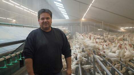 Eric Hubers in de stal met het eerste OKT-koppel via in ovo seksen. „De hennen zijn prima. Wel zijn er minder opgezet vanwege de grote foutmarge in het seksen van de broedeieren.”