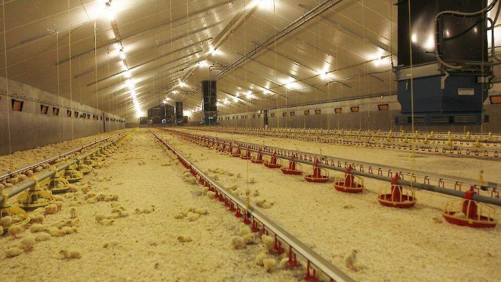 „Kies jaarrond voor een bandbreedte van 6 tot 7 graden Celsius. Bij een smalle bandbreedte van 2 of 3 graden, krijg je een onrustig ventilatie patroon”, zegt Ruud van Wee van ForFarmers De Hoop. Beeld ter illustratie.
