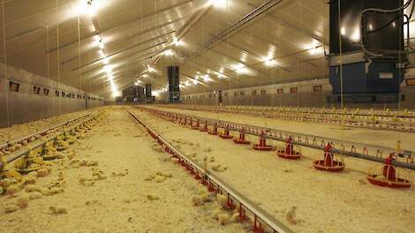 „Kies jaarrond voor een bandbreedte van 6 tot 7 graden Celsius. Bij een smalle bandbreedte van 2 of 3 graden, krijg je een onrustig ventilatie patroon”, zegt Ruud van Wee van ForFarmers De Hoop. Beeld ter illustratie.