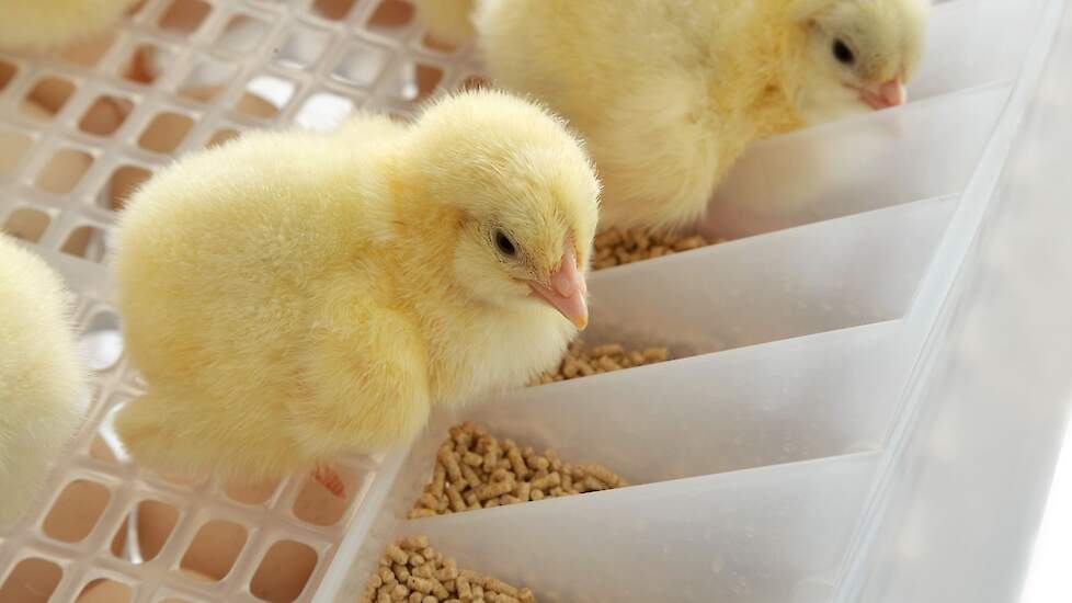 HatchCare-kuikens krijgen vers water, licht en droog voer in de uitkomstkast.