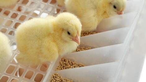 HatchCare-kuikens krijgen vers water, licht en droog voer in de uitkomstkast.