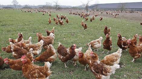 Dieren mogen straks niet langer worden aangepast aan stallen, zoals snavelbehandeling, maar huisvesting moet ruimte bieden voor natuurlijk gedrag.