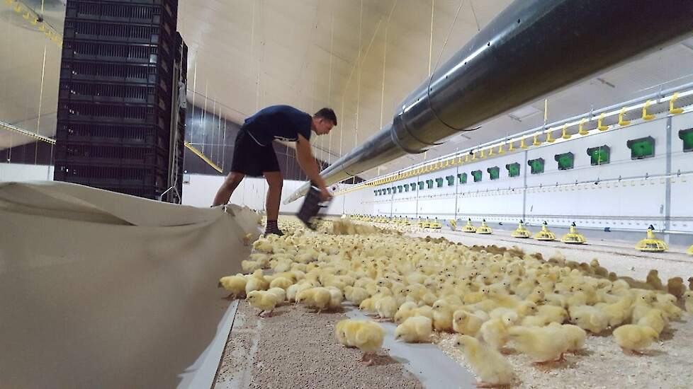 Pluimveemarktanalist Nan-Dirk Mulder adviseert pluimveehouders de productie te remmen zodat er schaarste gecreëerd wordt en de enorme stijging van de voer- en gasprijs daadwerkelijk door de keten betaald wordt. Leghennenhouders zouden later nieuwe hennen