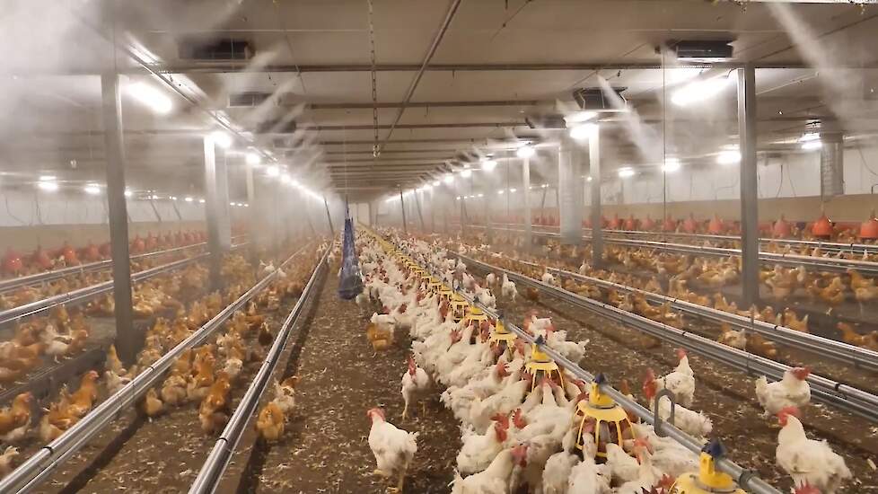 Melvin Hazeleger werkt met hoge druk nevelkoeling in zijn nieuwste vleeskuikenouderdierenstal.