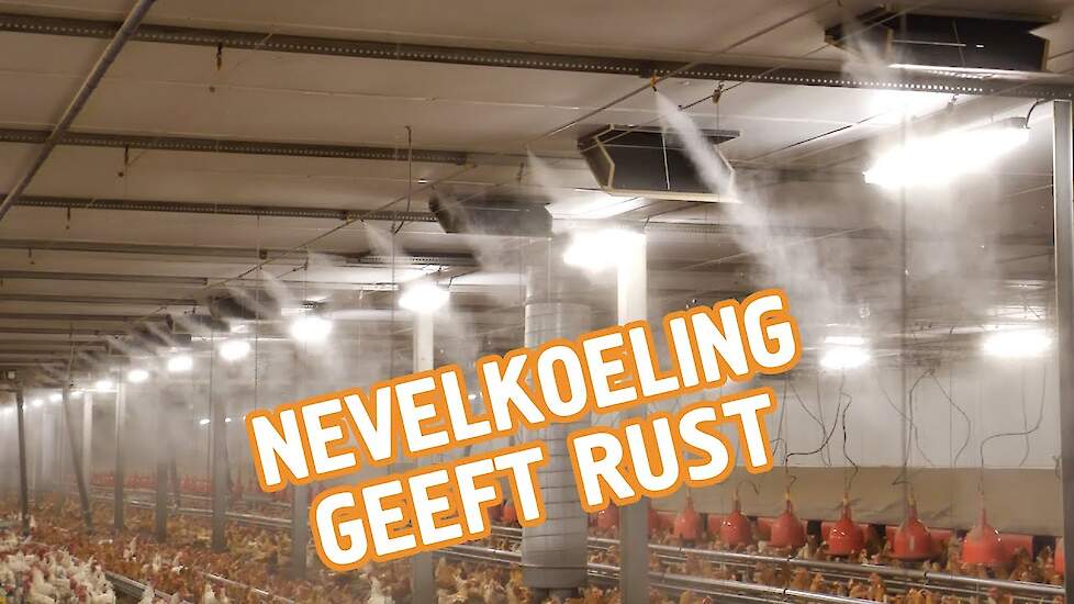 Nevelkoeling geeft pluimveehouder Melvin Hazeleger rust