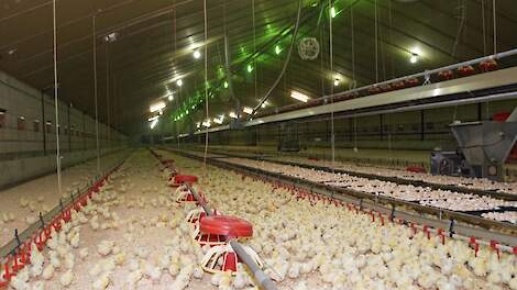 Oplierbare infrarood-kachels en broedlades op RVS eierstellages zijn onderdeel van het Home Hatching-systeem waarmee kuikens vroege voeding krijgen.