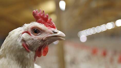 Staghouwer krijgt andere landen mee: landbouwministers EU willen vaccinprogramma tegen vogelgriep