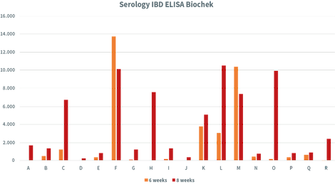 In 7 van de 18 ad random opgevolgde opfokleg koppels werden hoge IBD titers gevonden op 6 en/of 8 weken leeftijd.