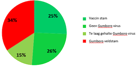 In 34% van de ad random opgevolgde vleeskuiken koppels werd Gumboro veldstam gevonden op slachtleeftijd
