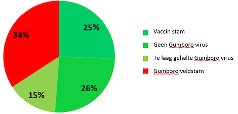 In 34% van de ad random opgevolgde vleeskuiken koppels werd gumboro veldstam gevonden op slachtleeftijd