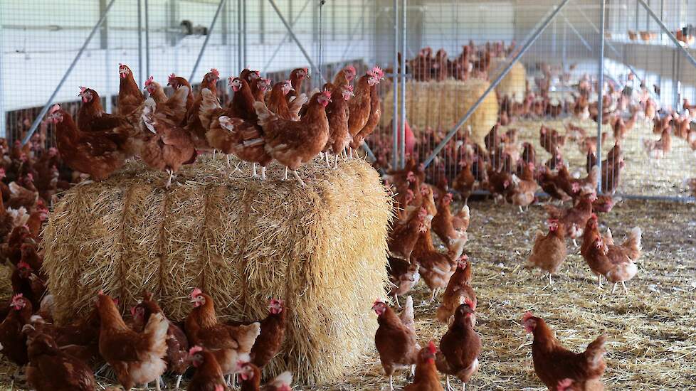 Kipproducten Bidfood en Hanos krijgen 1 ster Beter Leven | Pluimveeweb