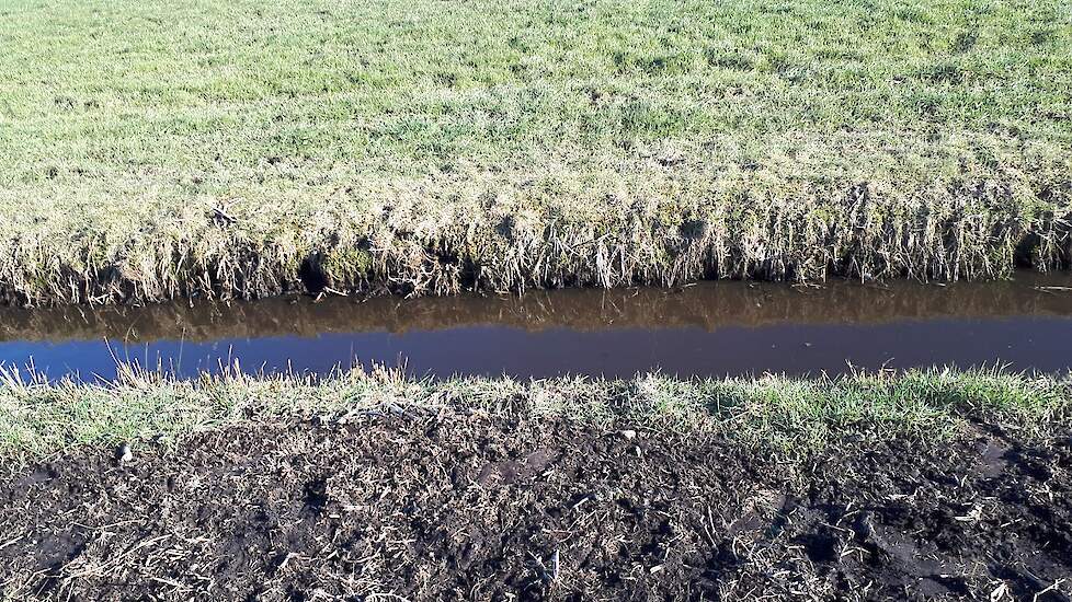 Afval na slootonderhoud aan de slootrand bij een pluimveebedrijf waar vogelgriep is vastgesteld. Op het slootafval liggen uitwerpselen van watervogels, vermoedelijk van ganzen of knobbelzwanen, die regelmatig te zien waren in het land’