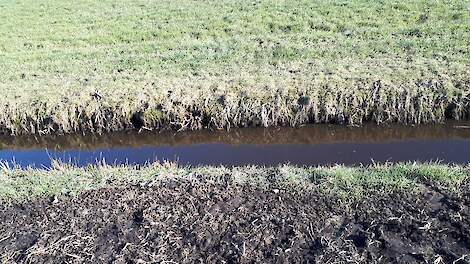 Afval na slootonderhoud aan de slootrand bij een pluimveebedrijf waar vogelgriep is vastgesteld. Op het slootafval liggen uitwerpselen van watervogels, vermoedelijk van ganzen of knobbelzwanen, die regelmatig te zien waren in het land’