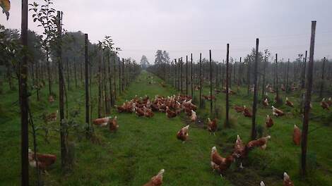 Pluimveehouders kunnen vrije uitlooprennen inrichten met (fruit)bomen zodat een combinatie van fruitteelt of bomenteelt en kippenuitlopen mogelijk is.