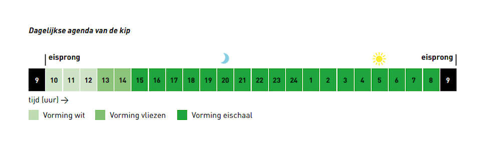 Dagelijkse agenda van de kip