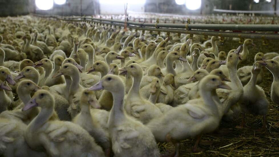 Eenden zijn zeer gevoelig voor het vogelgriepvirus, en ze vertonen de eerste dagen nauwelijks symptomen.