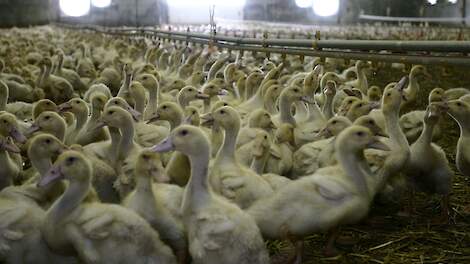 Eenden zijn zeer gevoelig voor het vogelgriepvirus, en ze vertonen de eerste dagen nauwelijks symptomen.