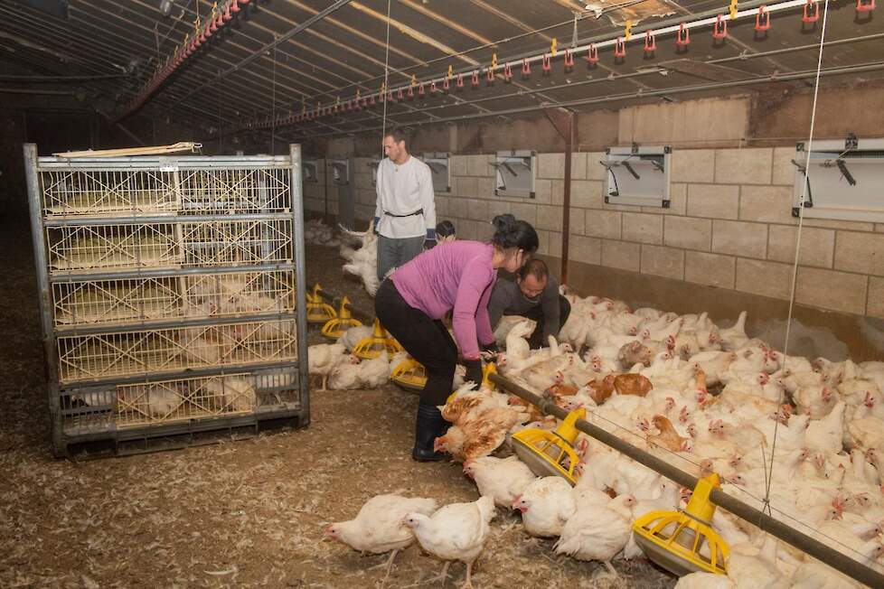 Traditionele vangmethode. Het omvatten van de poten van meerdere vleeskuikens tegelijk en vervolgens ondersteboven dragen.