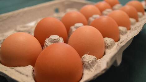 American Discounter temporarily removes eggs from shelves due to price hike |  Pluimveeweb.nl