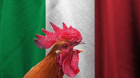 Gli allevatori di pollame italiani ricevono un risarcimento di 27 milioni di euro da Bruxelles Pluimveeweb.nl