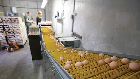 De eiernoteringen liggen sinds augustus vorig jaar op een hoog niveau. Pakstations bieden ook steeds hogere contractprijzen voor eieren, weet Wim Thomassen van de Unie van Pluimvee Producenten.