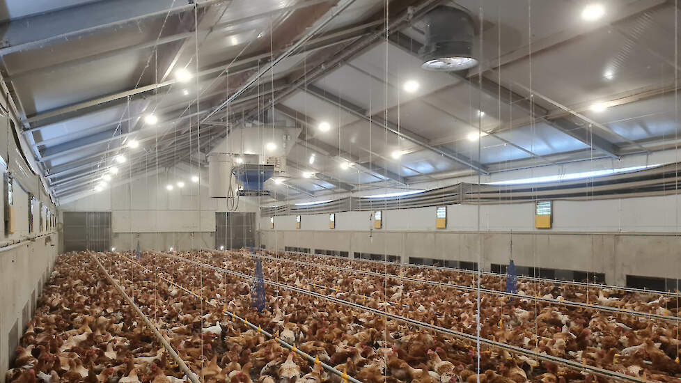 Biologische vleeskuikens in de stal