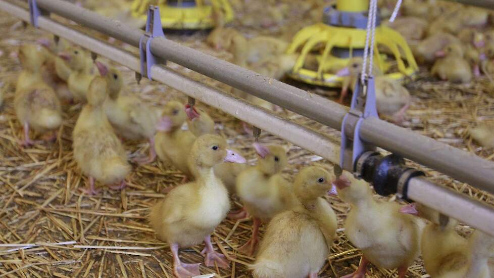 La France débutera la vaccination contre la grippe aviaire en octobre |  Pluimveeweb.nl