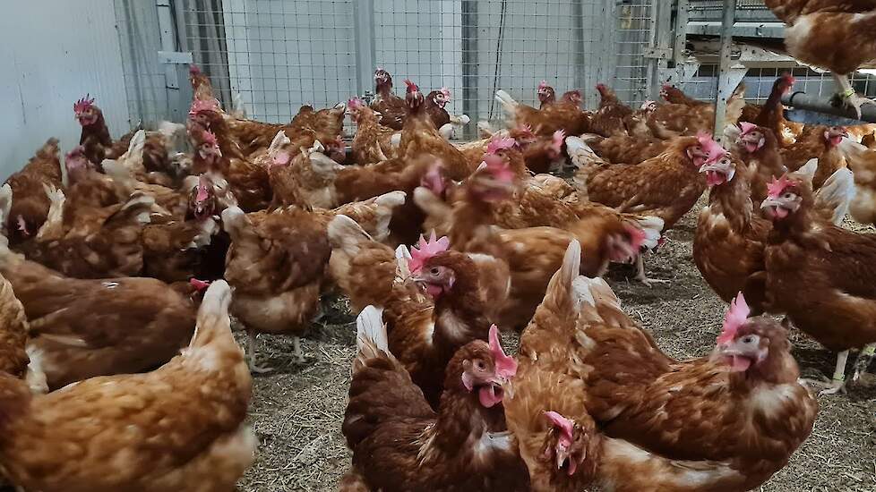 Voerproef verwerkt dierlijk eiwit Poultry Innovation Lab Barneveld