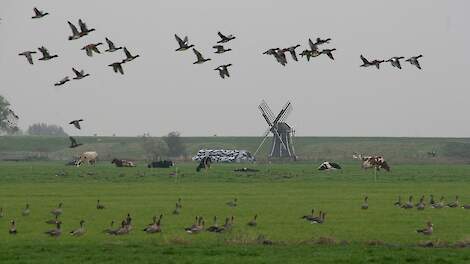 Efsa Urges Enhanced Hygiene Measures During Bird Migration to Combat Bird Flu Outbreaks