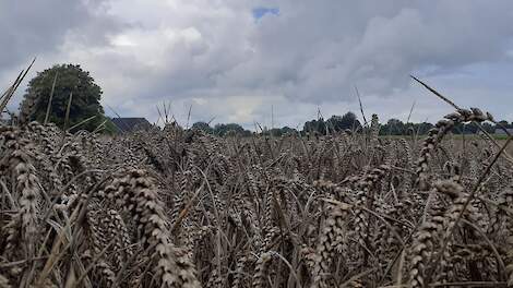 Een (klein) deel van de Nederlandse graanoogst ging afgelopen zomer door drie opeenvolgende extreem natte regenweken verloren.