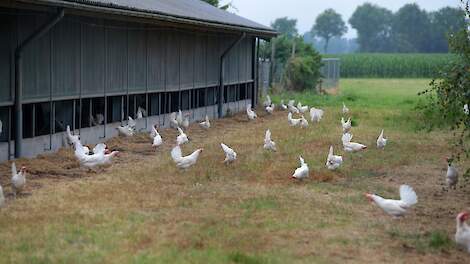 De ophok- en afschermplicht voor pluimvee in de Gelderse Vallei is vrijdag 3 november opgeheven.