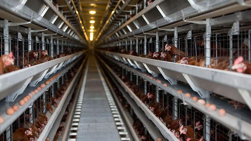De import van eieren in de Europese Unie vanuit Oekraïne verdrievoudigde bijna in 2002. Twee derde van de EU-eierimport kwam uit Oekraïne en werd geproduceerd in legbatterijen, welke in de EU al sinds 2021 verboden zijn.