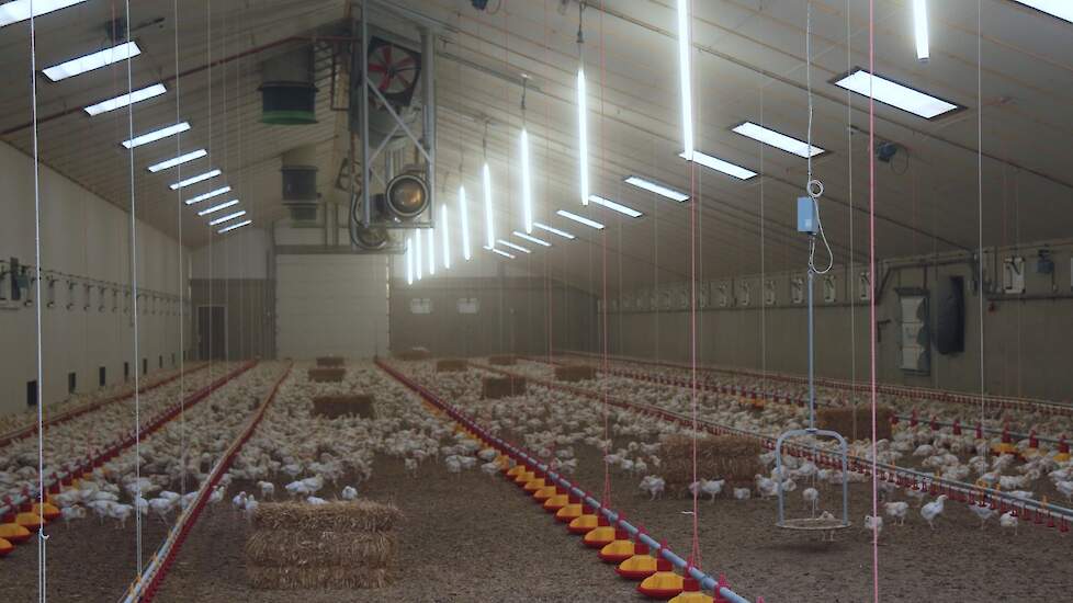 In het gesneuvelde convenant dierwaardige veehouderij stonden eisen over de bezetting van vleeskuikens.