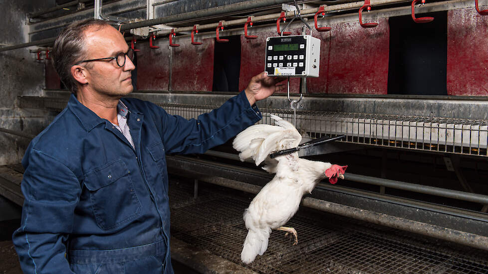 Lichaamsgewicht de basis voor een succesvol koppel hennen.