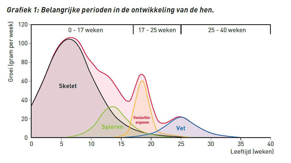 Belangrijke perioden in de ontwikkeling van de hen