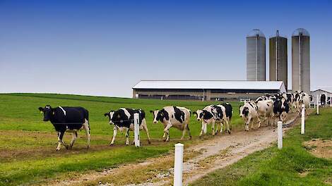 Melkvee in Verenigde Staten besmet met hoog pathogene vogelgriep